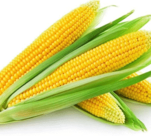 American corn