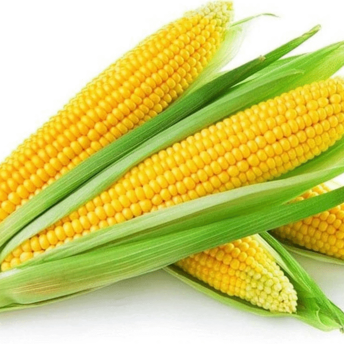 American corn