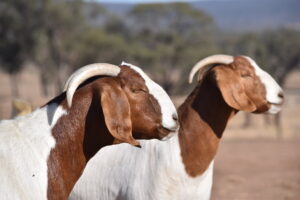 Boer Goat