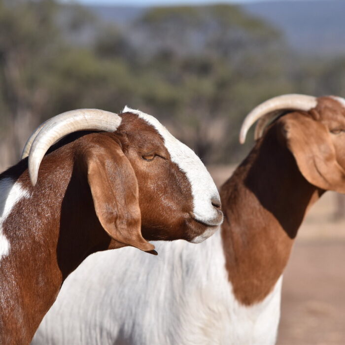 Boer Goat