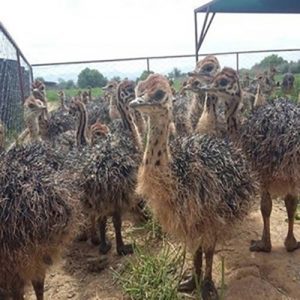 Common Ostrich Chicks