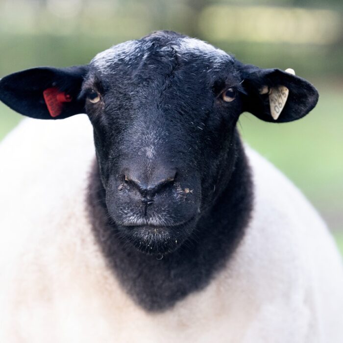Dorper Sheep