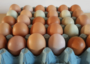 Fresh Farm Eggs