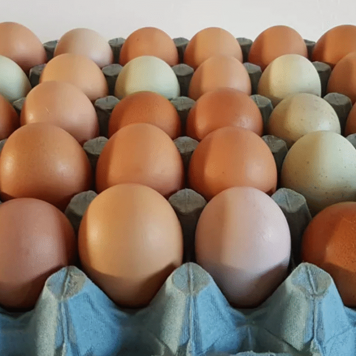 Fresh Farm Eggs