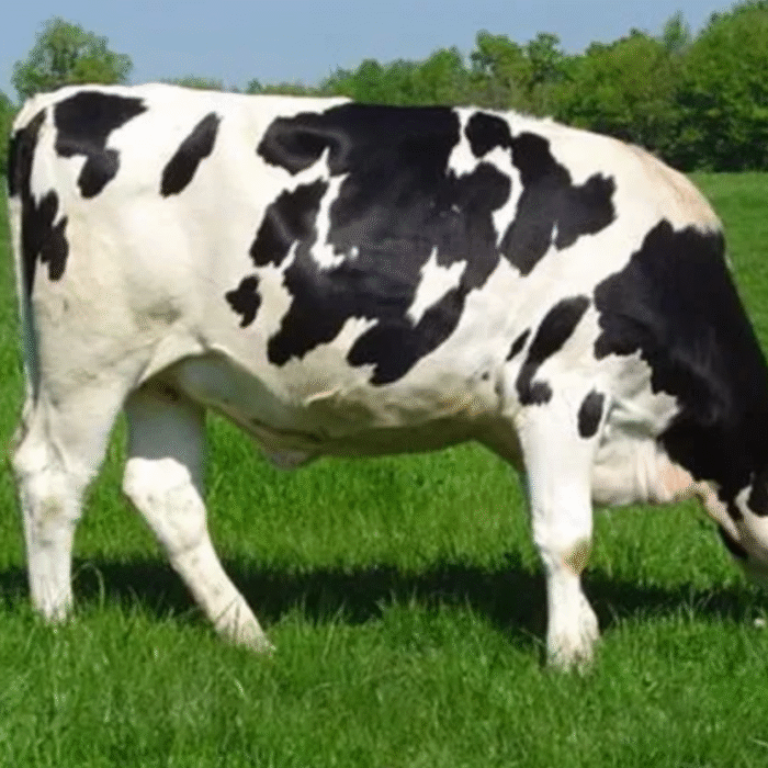 Holstein Freisan Cattle