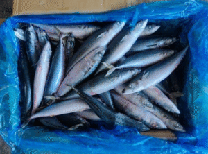 Pacific-Mackerel