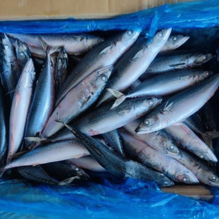 Pacific-Mackerel