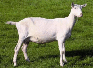 Saanen Goat