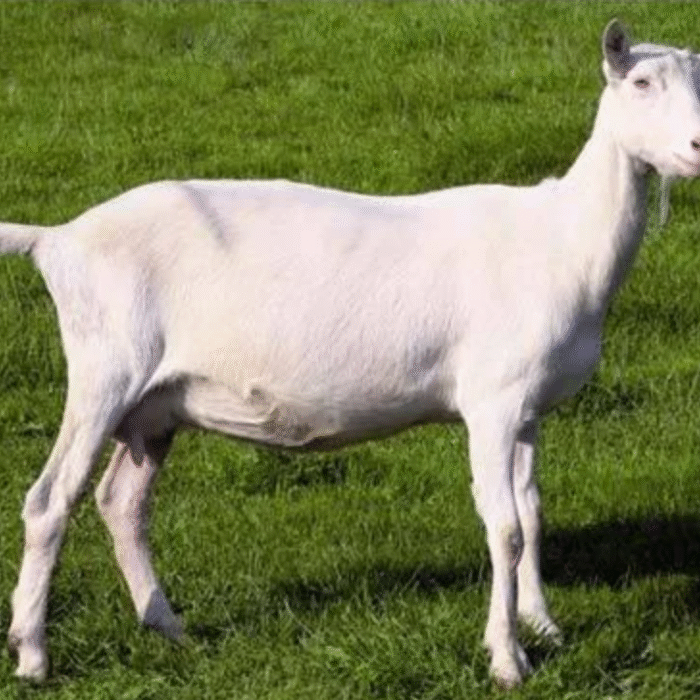 Saanen Goat