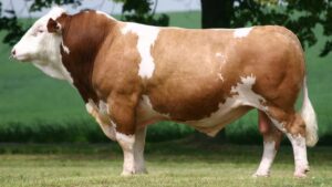 Simmental Cattle