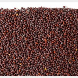 seed_mustard