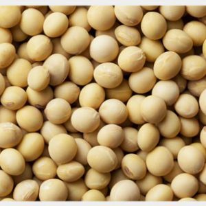 soybean