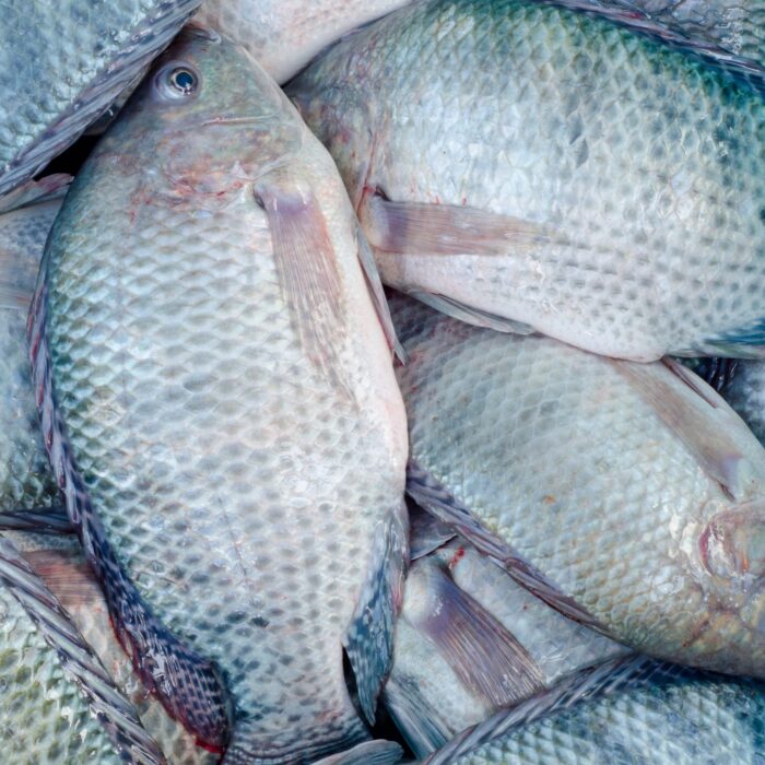tilapia