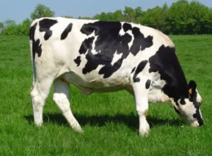 Holstein Freisan Cattle