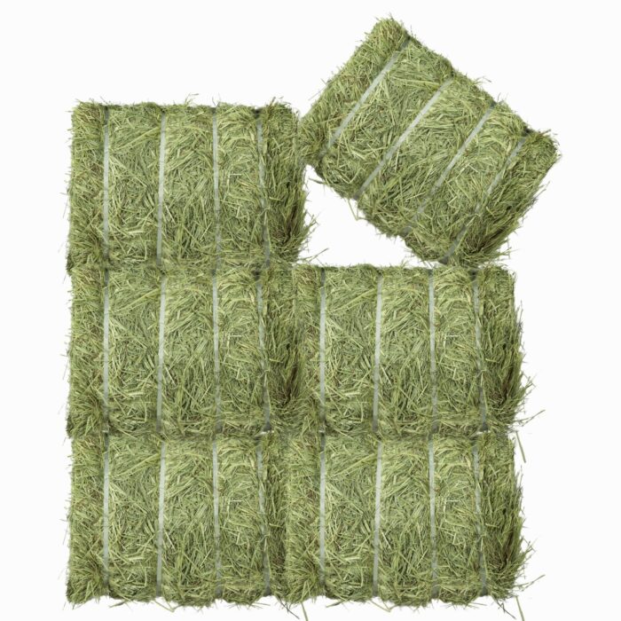 Timothy Hay
